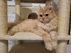 Pisica portocalie - persana/ Garfield