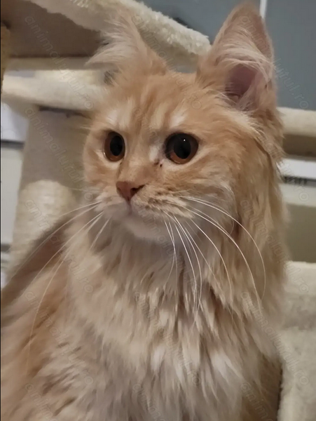 Pisica portocalie - persana/ Garfield.