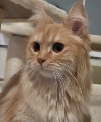 Pisica portocalie, persana,
