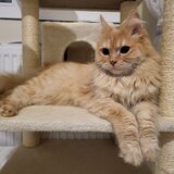 Pisica portocalie - persana/ Garfield